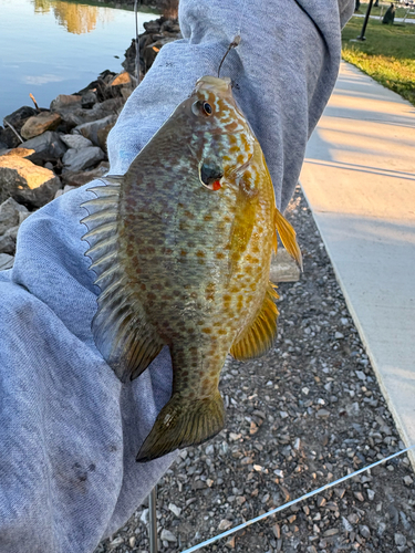 Pumpkinseed