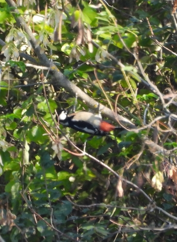 Great Spotted Woodpecker