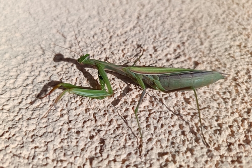 European Mantis