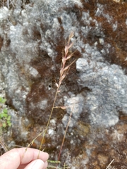 Festuca microstachys