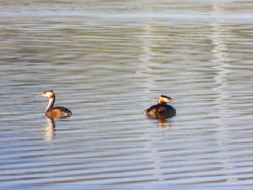 Great Crested Grebe
