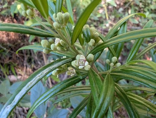 Logania albiflora observed 2026-09-27