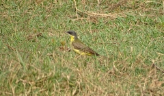 Motacilla flava