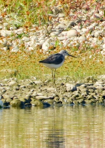 Common Greenshank