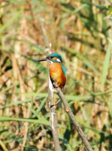 Common Kingfisher