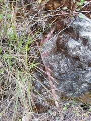 Festuca microstachys