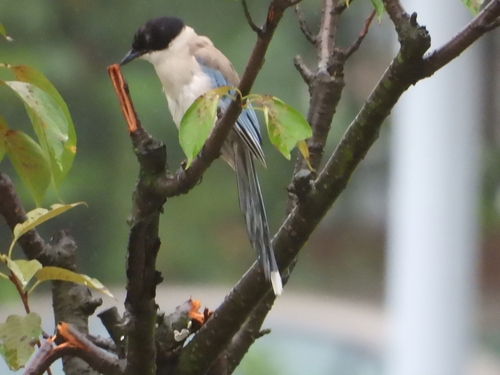 Azure-winged Magpie