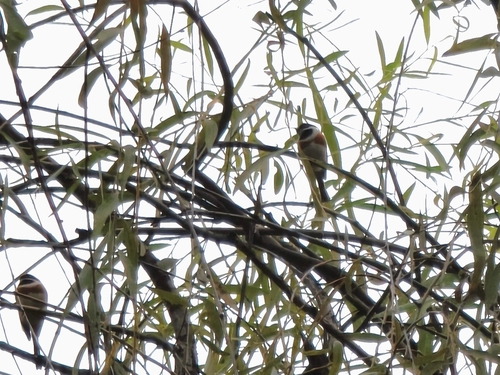 Black-throated Tit