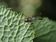 Heterotoma