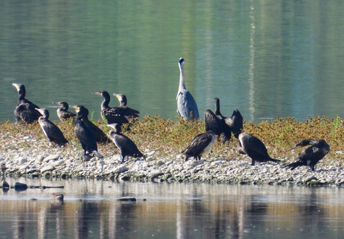 Great Cormorant