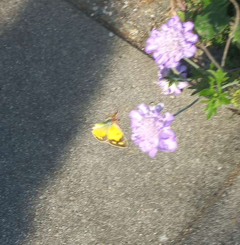 Clouded Yellow