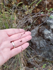 Festuca microstachys