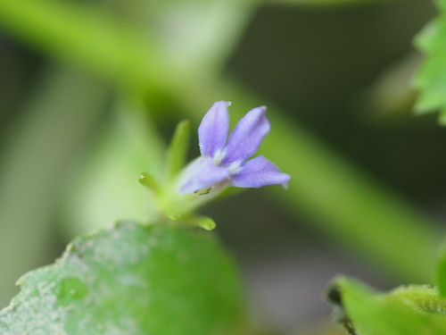 Lobelia zeylanica observed 2026-09-27
