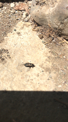 Xanthochilus saturnius