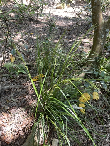 Carex brunnea observed 2026-09-26