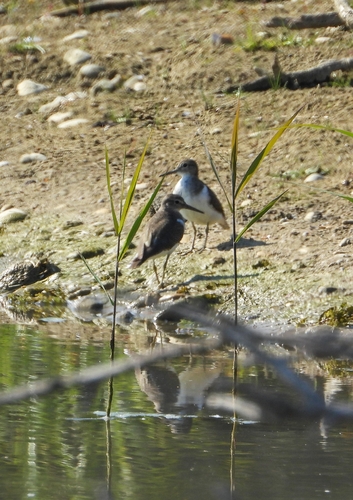 Common Sandpiper