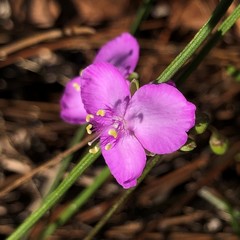 Callisia ornata