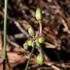 Callisia ornata