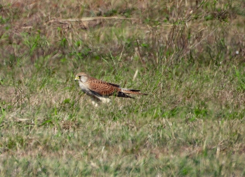 Eurasian Kestrel