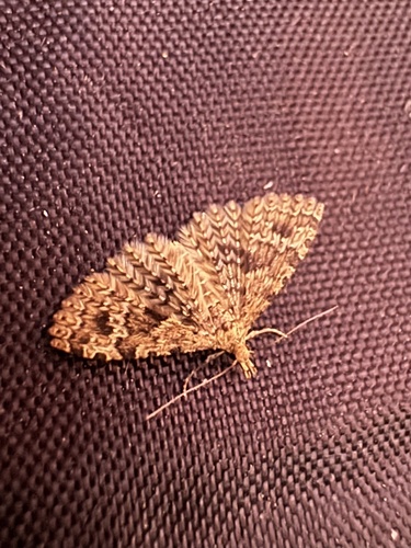 Twenty-plume Moth