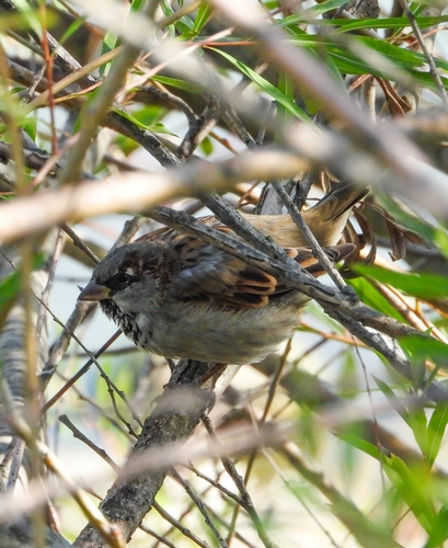 House Sparrow