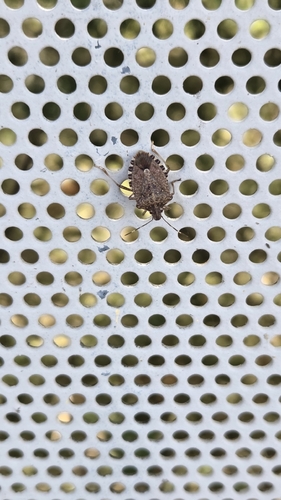 Brown Marmorated Stink Bug