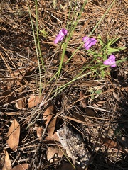 Callisia ornata