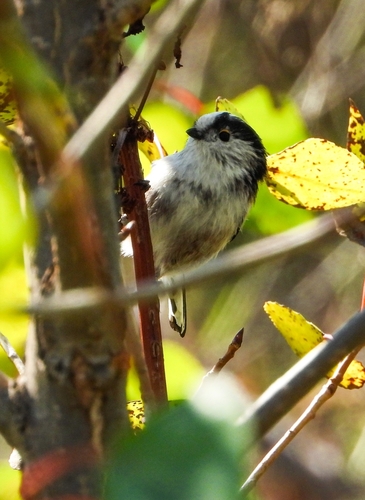 Long-tailed Tit