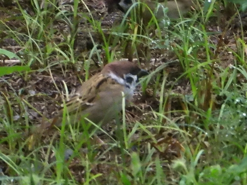 Eurasian Tree Sparrow