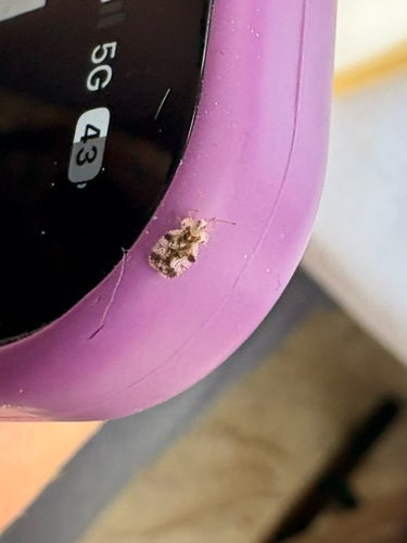 Pear Lace Bug