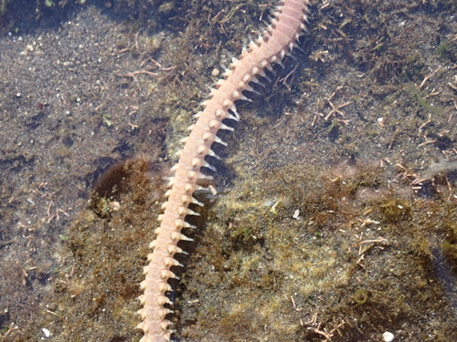 Eurythoe complanata observed 2026-09-27