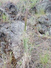Elymus multisetus