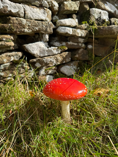 Fly Agaric