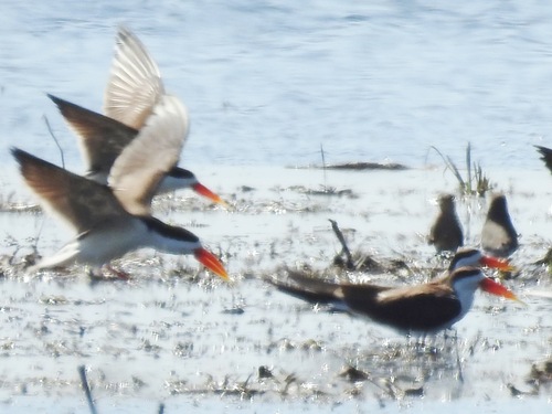 iNaturalist image