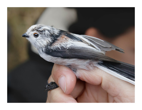 Long-tailed Tit