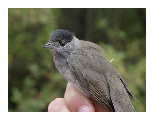 Eurasian Blackcap