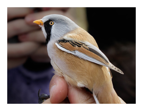 Bearded Reedling
