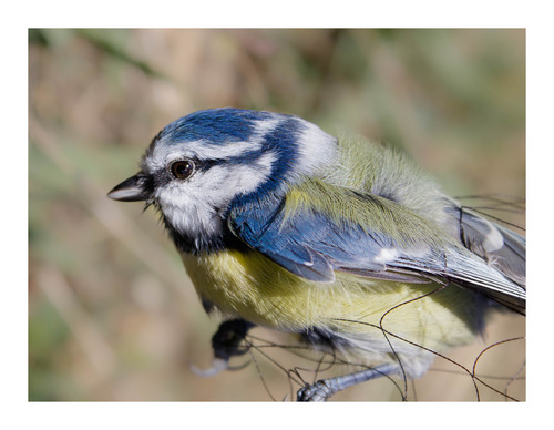 Eurasian Blue Tit