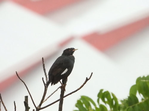 Crested Myna