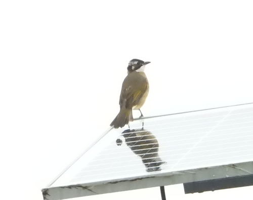 Light-vented Bulbul
