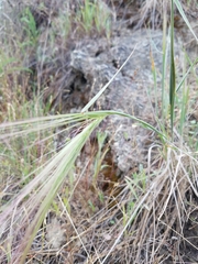 Elymus multisetus