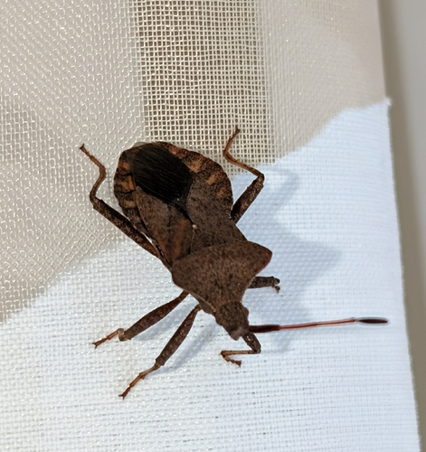 Dock Bug
