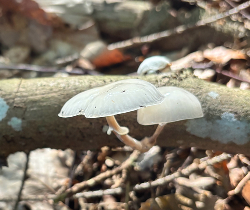 porcelain mushroom