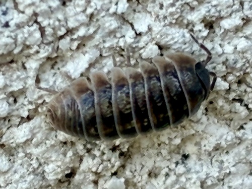 Common Pill Woodlouse