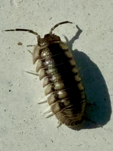 Nosy Pill Woodlouse