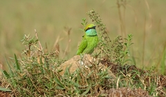 Merops orientalis