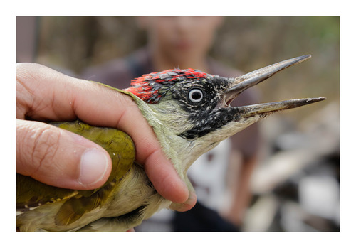 Eurasian Green Woodpecker