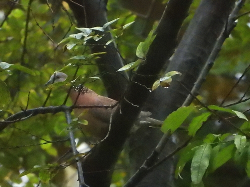 Spotted Dove