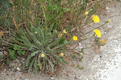 Leontodon biscutellifolius