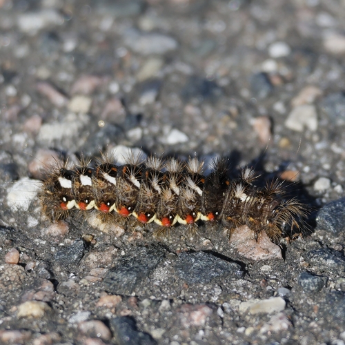 Knot Grass Moth